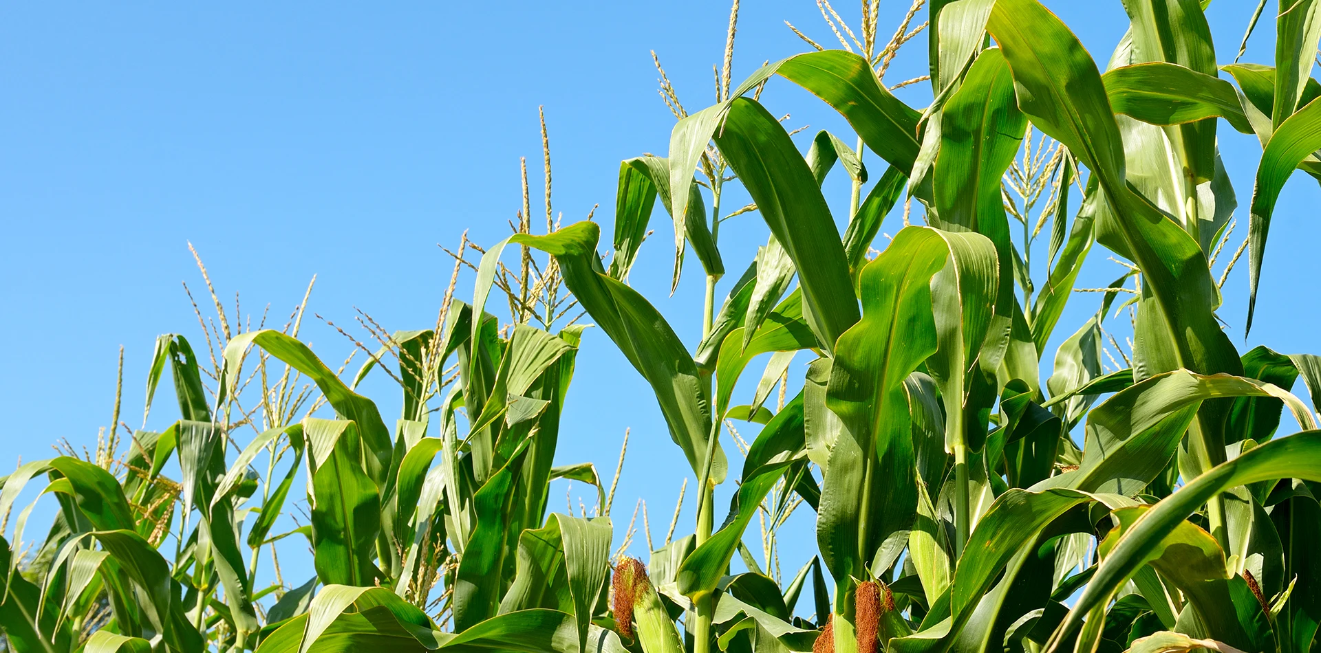 Fornecedor de silagem de milho de planta inteira