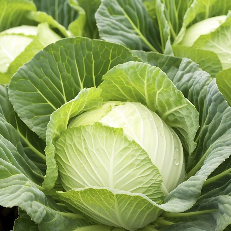 Quais são os valores nutricionais e benefícios do repolho?