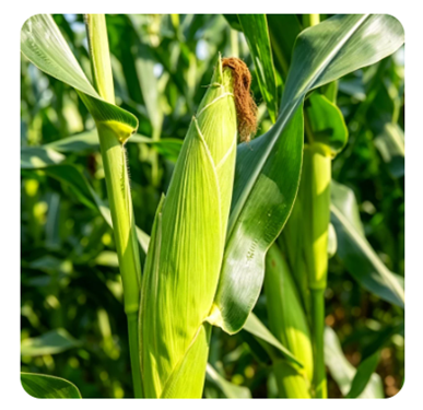 Yiman Agriculture expande fornecimento global de forragem e rações para gado de alta qualidade