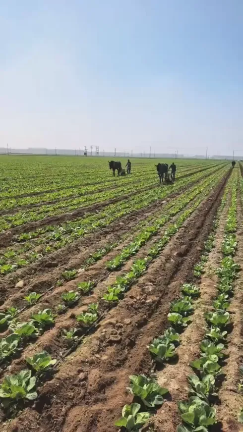 Com os frequentes desafios que ocorrem no armazenamento e transporte global de produtos frescos, como podemos manter a qualidade fresca de ponta a ponta do repolho redondo da Yiman Agricultural?