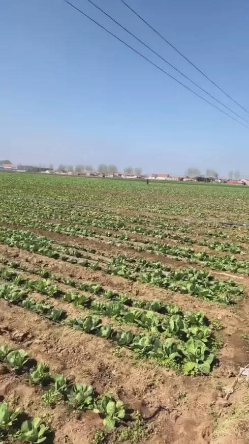 Quais são os principais pontos fortes que tornam a Yiman Agriculture seu fornecedor ideal para projetos de importação a granel de repolho em conserva?
