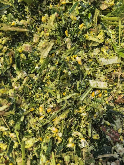 Quais são os principais pontos fortes que tornam a Yiman Agriculture seu fornecedor ideal para projetos de importação a granel de repolho em conserva?
