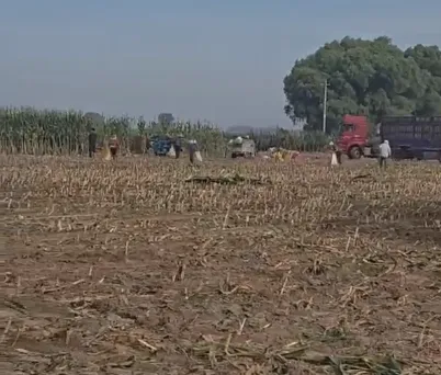 Como melhorar a eficiência da pecuária com silagem de milho vegetal inteiro de alta qualidade?