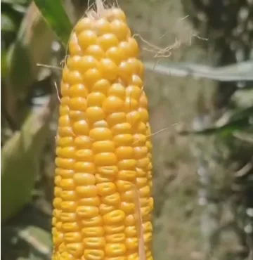 Por que as fazendas de gado modernas preferem a silagem de milho com planta inteira