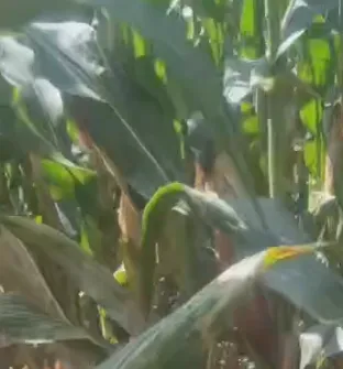 Como a alimentação mista de silagem de alta energia da China pode reduzir os custos agrícolas e impulsionar o crescimento da pecuária?
