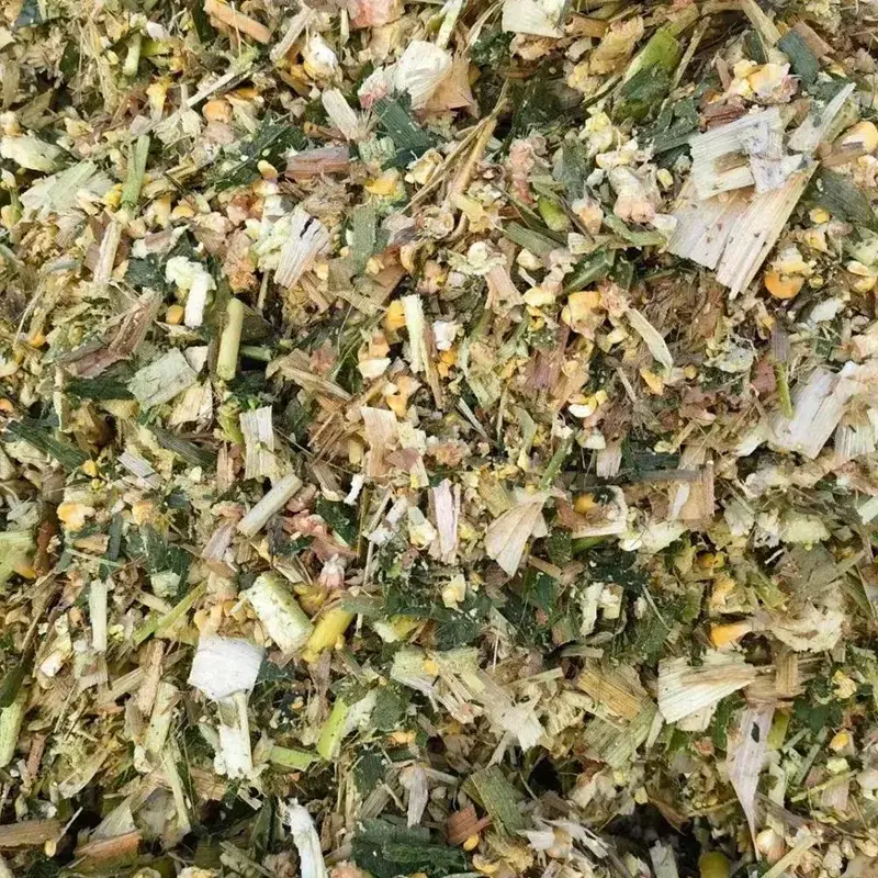 Silagem de milho para vaca leiteira em lactação